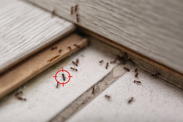Best Exterminator Services  in Geva, NE