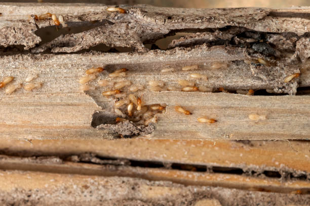 Professional Pest Control in Geneva, NE