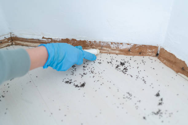 Best Bed Bug Extermination  in Geva, NE